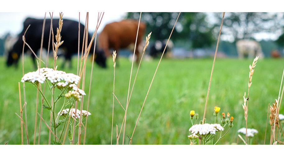 Opleiding bedrijfscoach stikstof