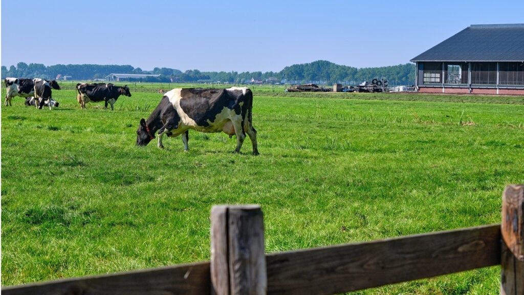 Vastgoedadvies – Stikstof, opkoop en onteigening
