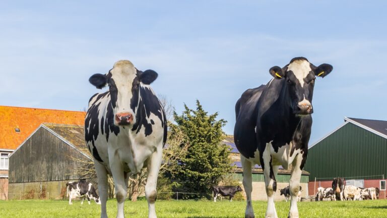 Vastgoedadvies – Bedrijfsbeëindiging, bedrijfsverplaatsing en bedrijfsuitbreiding