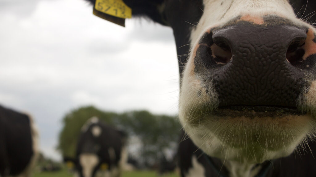 Mineralenmengsel op maat