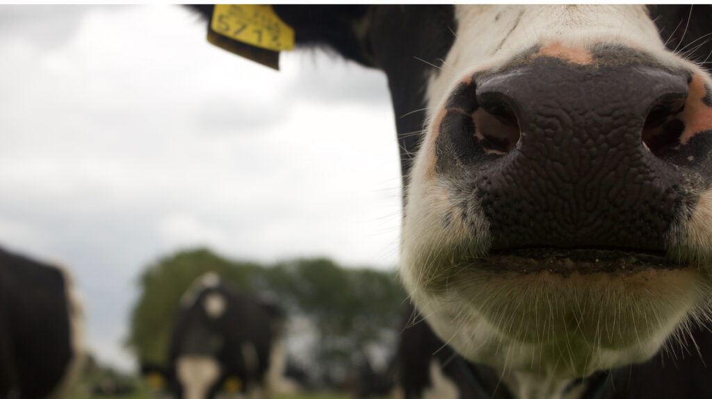 Mineralenmengsel op maat