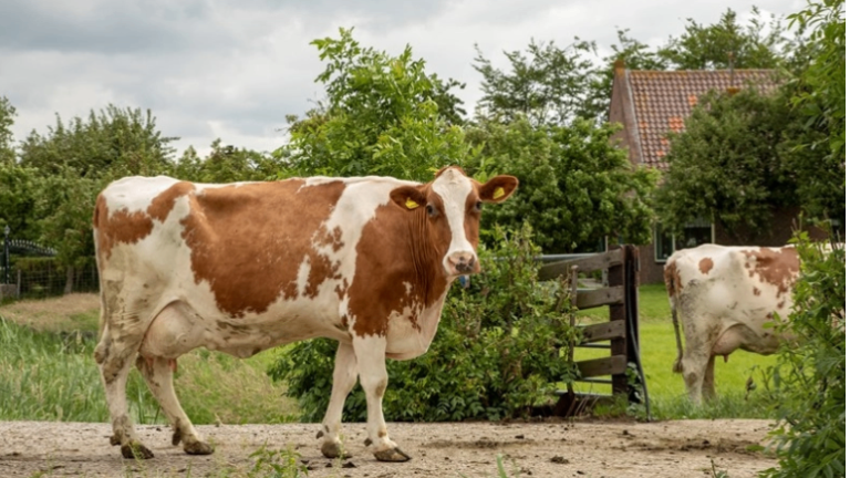Voorstel tijdelijke en vrijwillige extensivering melkveehouderij