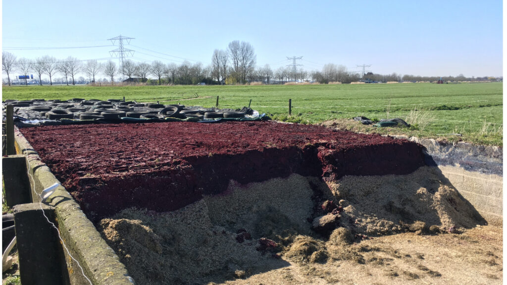 Roten Karotte Pülpe