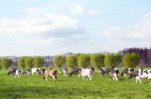 Koeien in wei Nederland