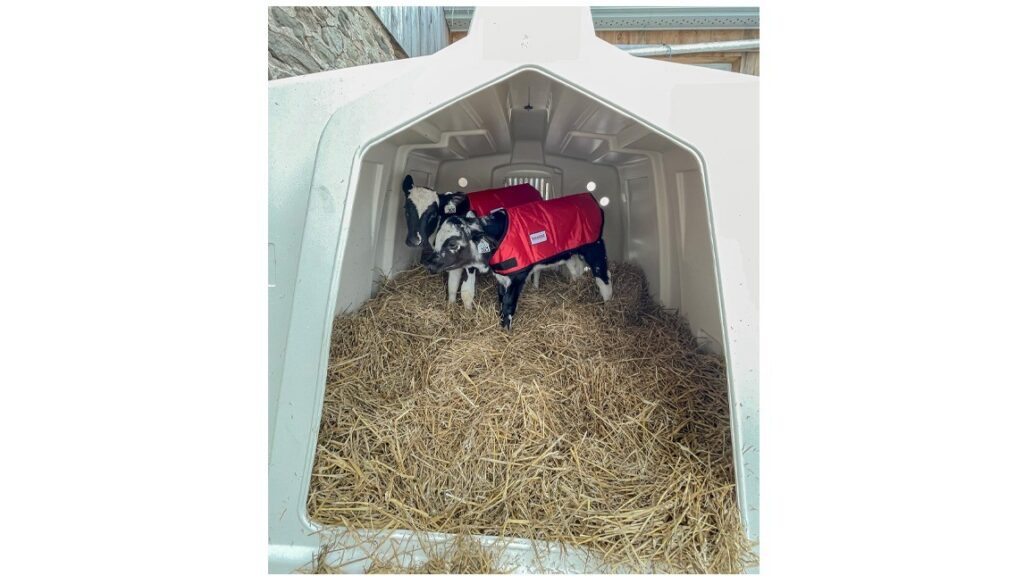 Dual XL Deluxe Kälberhütte