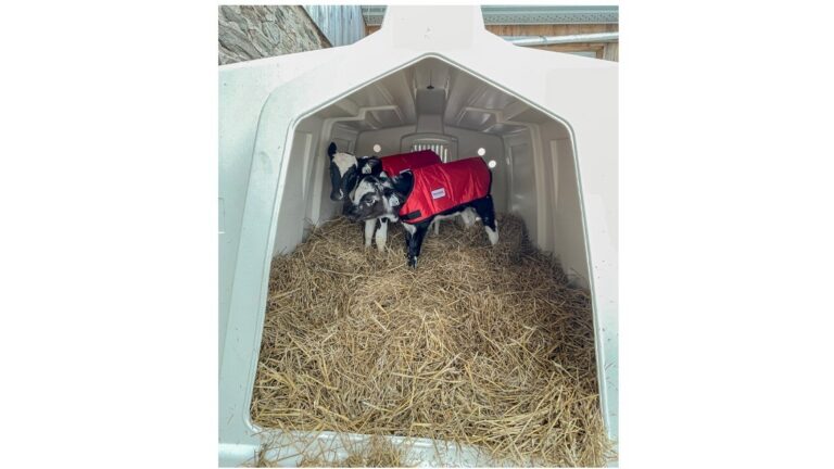 Dual XL Deluxe Kälberhütte