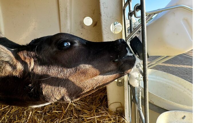 Gesunde Kälber mit Milk Bar ™ Trinksystemen