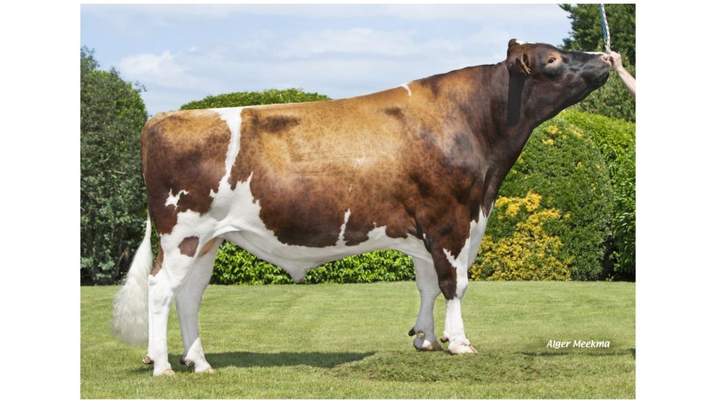 Drouner Abraxas Red P