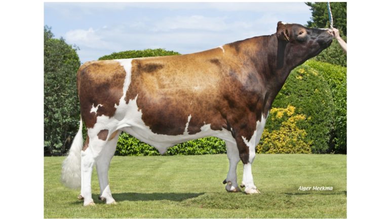 Drouner Abraxas Red P