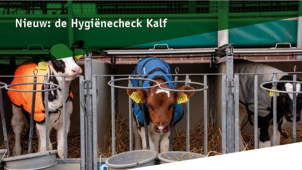 Kälberhygiene-Check: Einblick in drei entscheidende Punkte