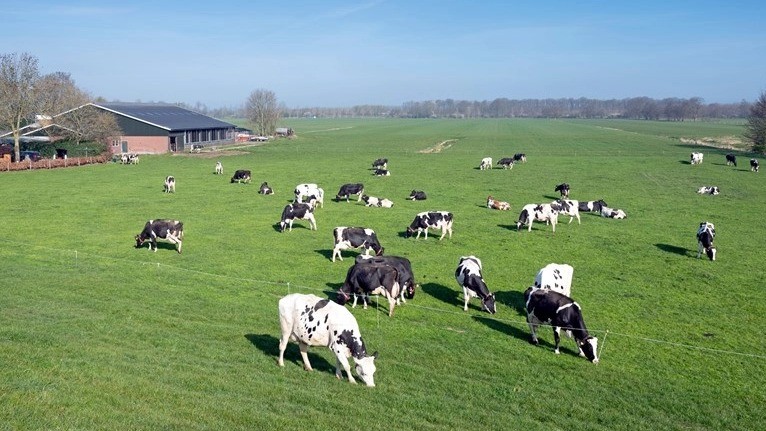 Derogatie en stikstof in de rundveesector.