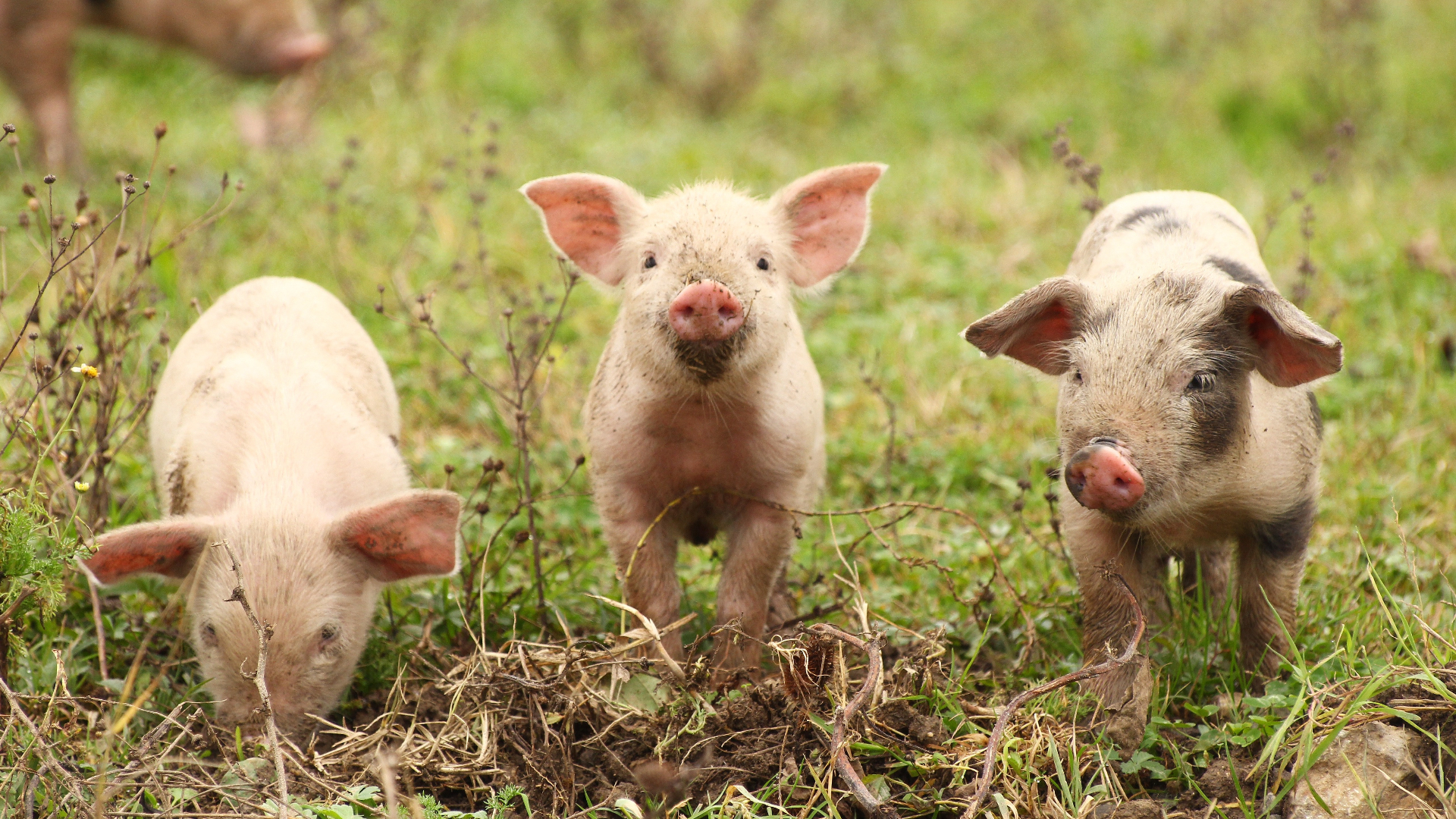 Huidig ​​onderzoeksproject bevestigt: Ons magnesiumsulfaat KaSa Mag98 is effectiever in de biggenopfok dan commercieel verkrijgbare magnesiumoxide!