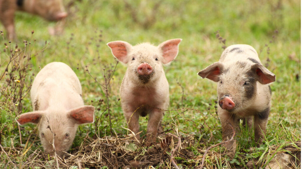 Aktuelle Forschungsergebnisse in der Ferkelaufzucht