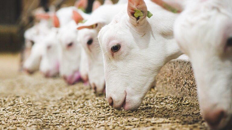 Efficiënt voeren is goed boeren