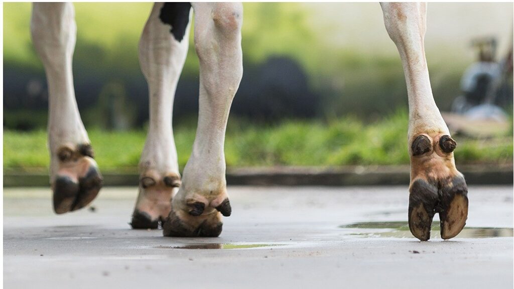 Klauwgezondheid Tankmelk