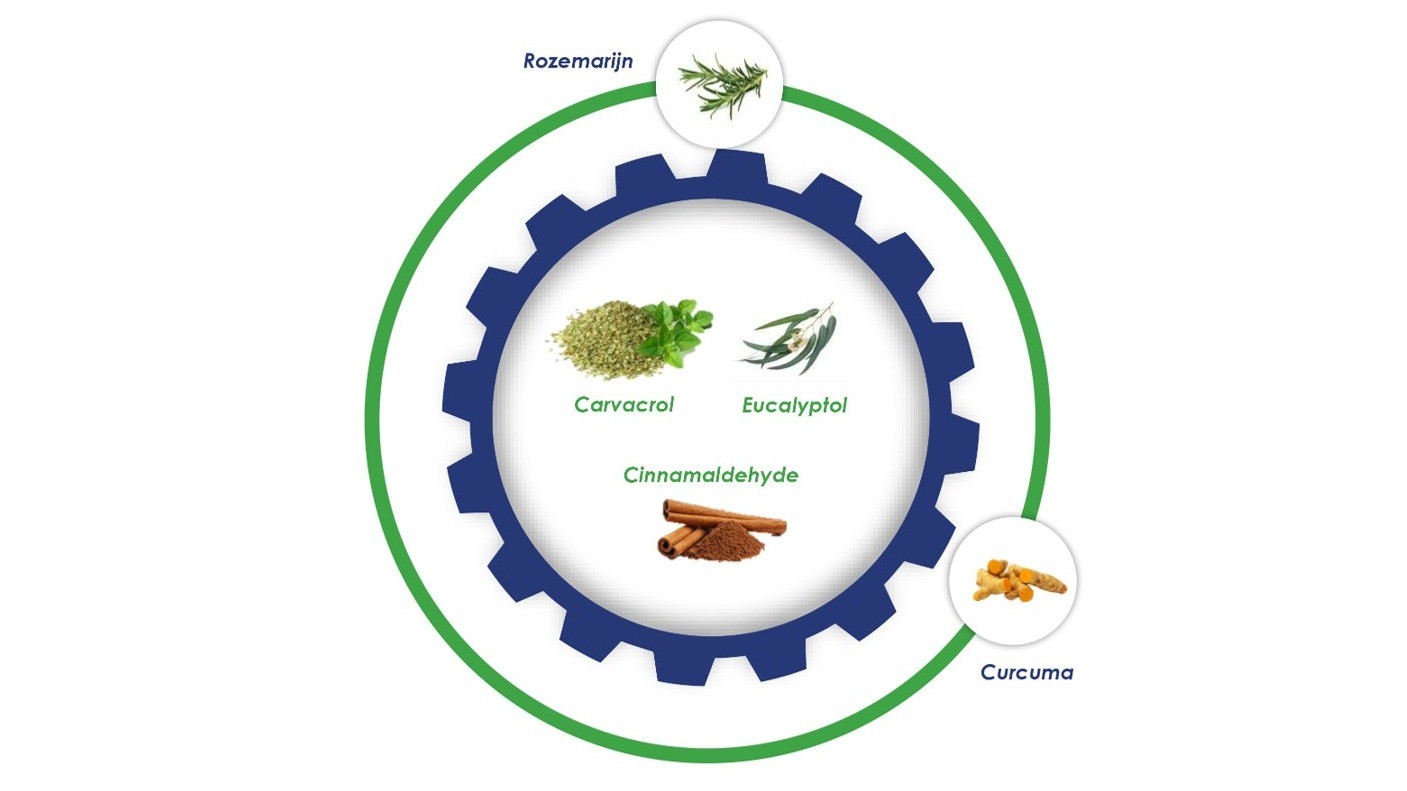 DigeMax – Innovatieve fytogene oplossing optimaliseert verteringsproces van melkkoeien