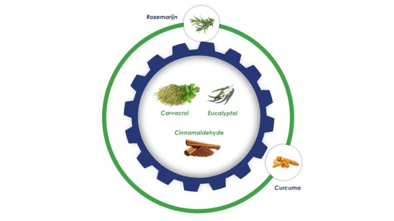 DigeMax – Innovative phytogene Lösung optimiert den Verdauungsprozess von Milchkühen
