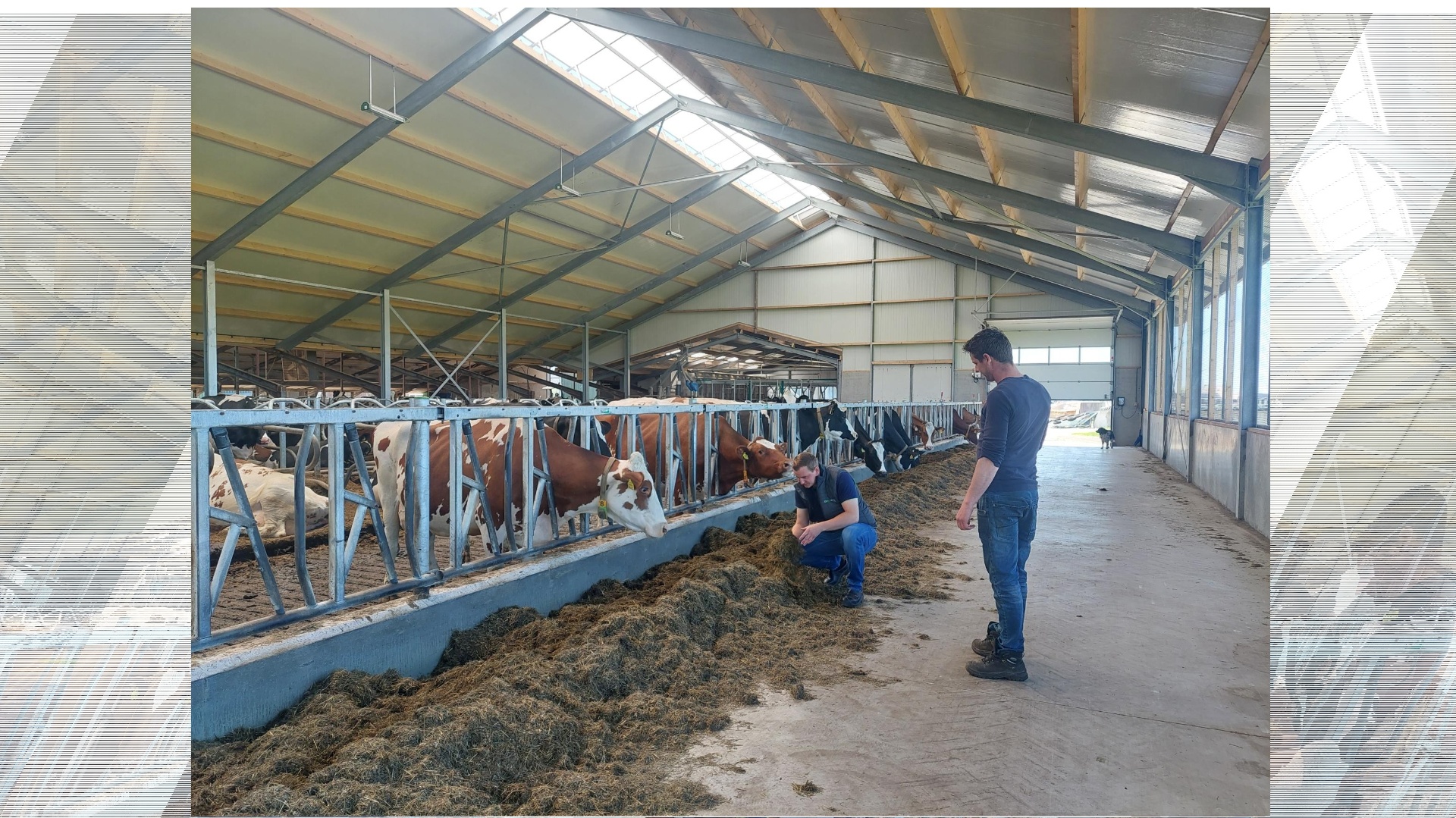 Focus op koewelzijn en efficiëntie