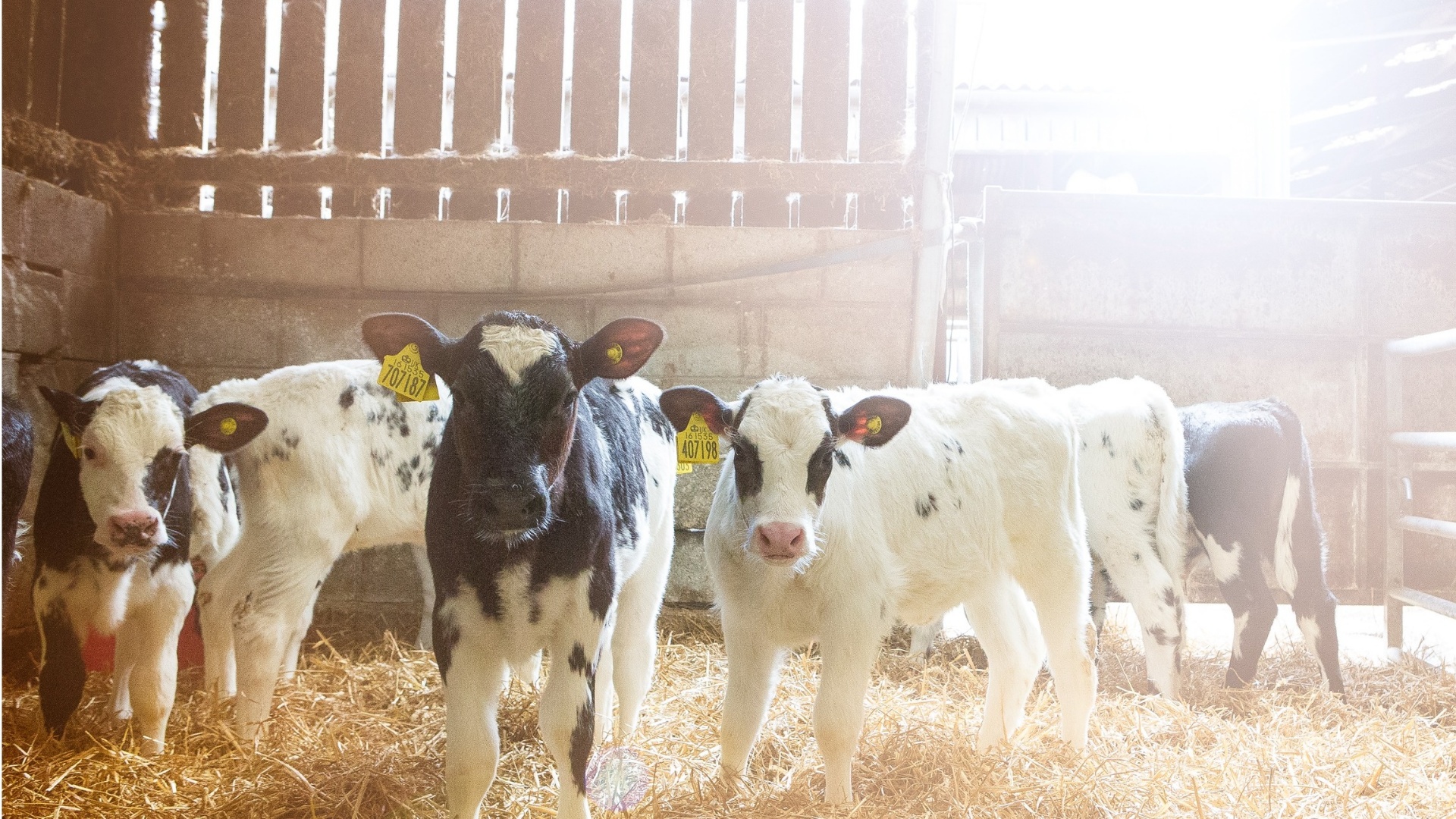 British Blue Bonus Deals