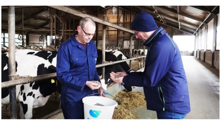 Familie Franken begeistert von neuem Cholinfutter für Milchkühe