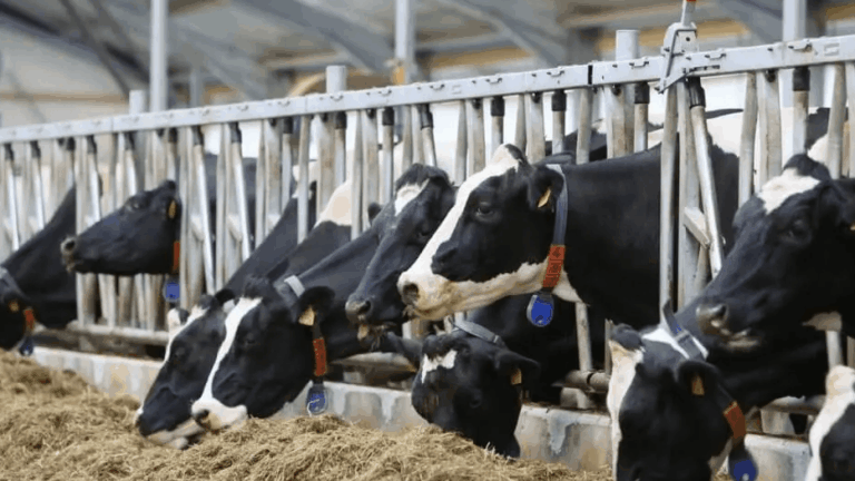 Spinder stalinrichting