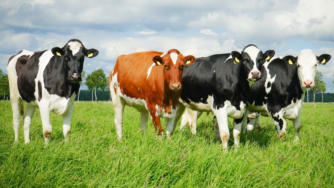 Allround medewerk(st)er Melkvee Duitsland