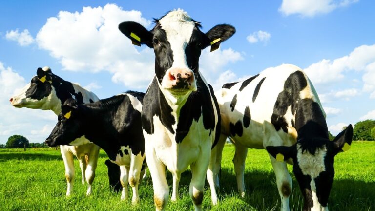 Melker (m/w/d) für verschiedene Tageszeiten