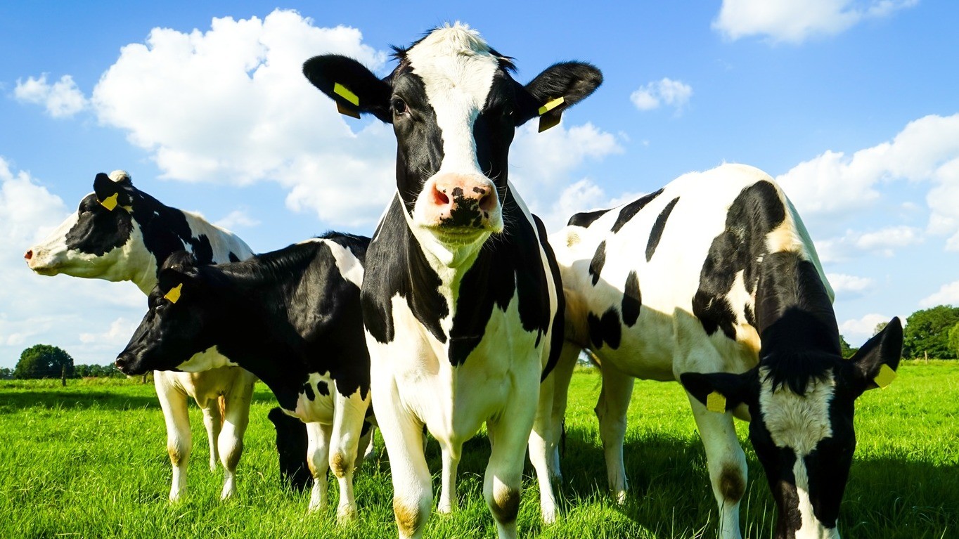 Melker (m/w/d) für verschiedene Tageszeiten