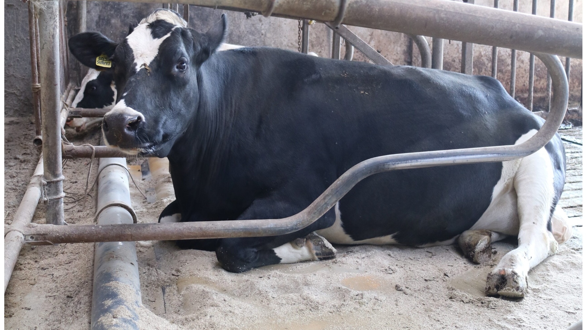 Lava3 als Alternative zu Sägemehl in Liegeboxställen