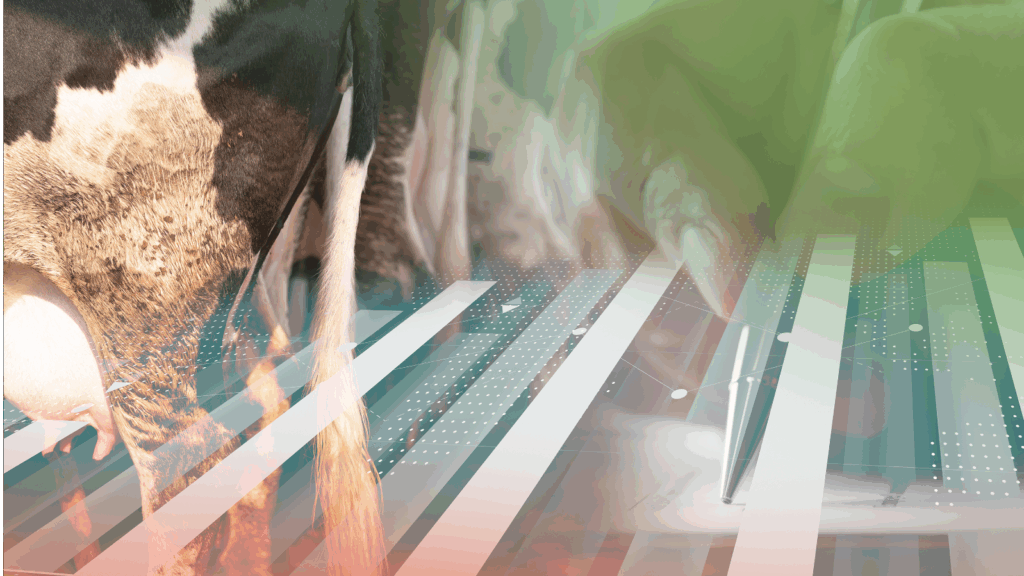 Mestify – live te zien op de RMV-beurs