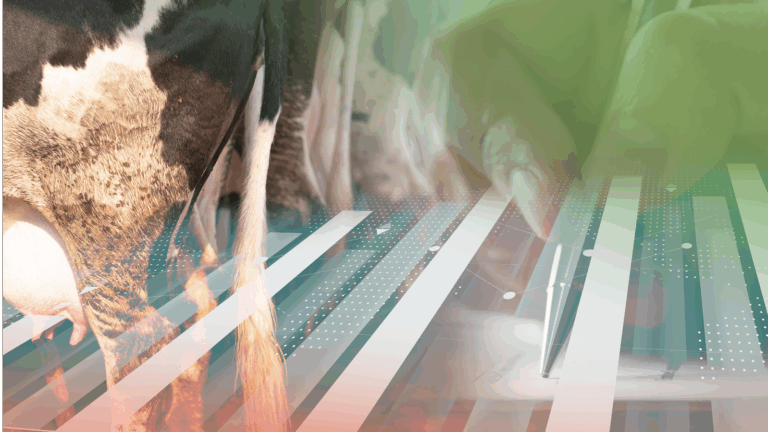 Mestify – live te zien op de RMV-beurs