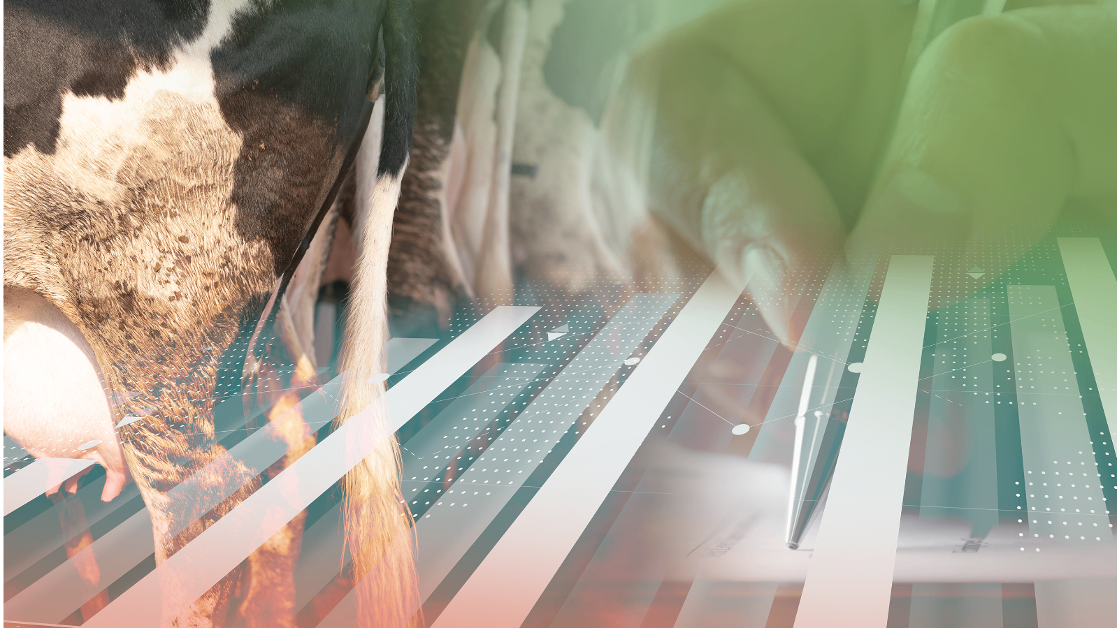 Mestify – live te zien op de RMV-beurs