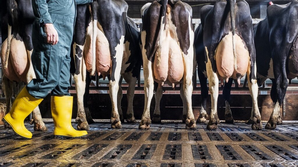 VitalvéGarantieMelk