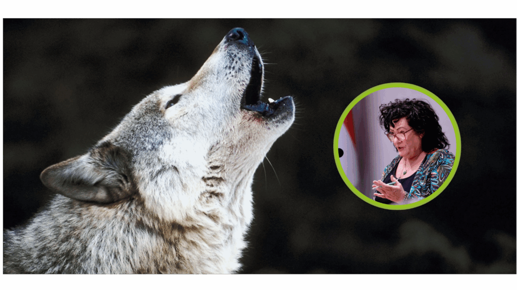 BBB wil harde aanpak van de wolf