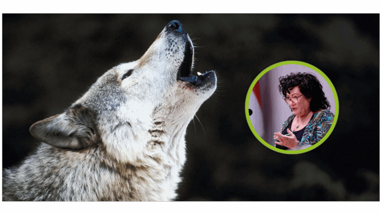 BBB wil harde aanpak van de wolf