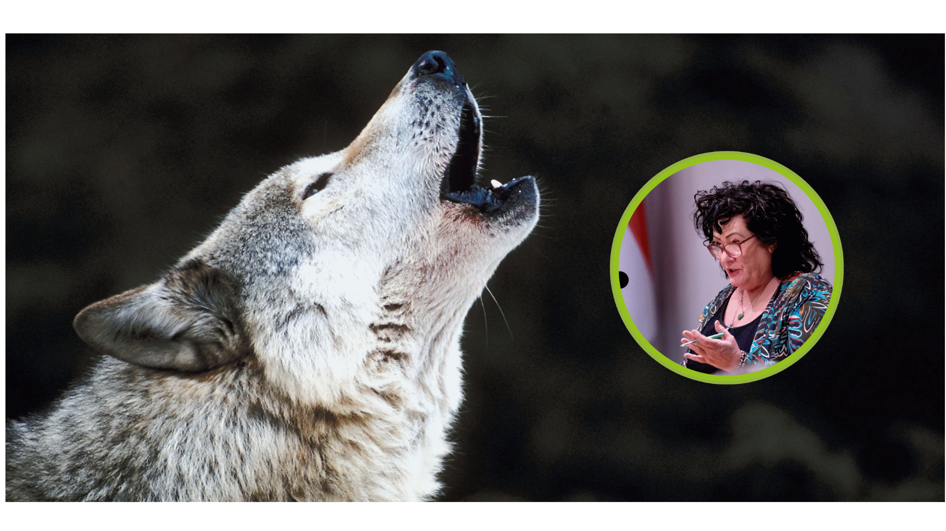 BBB wil harde aanpak van de wolf