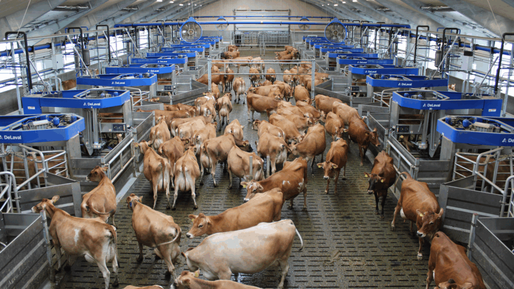 DeLaval VMS™ Batch Milking