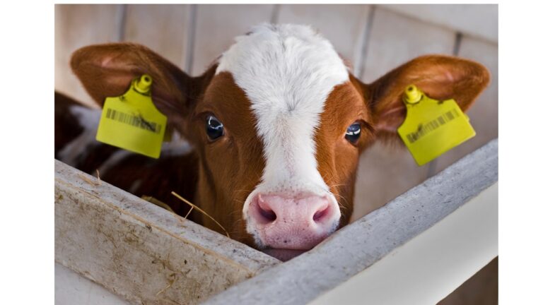 Hulp bij kalveren opstarten