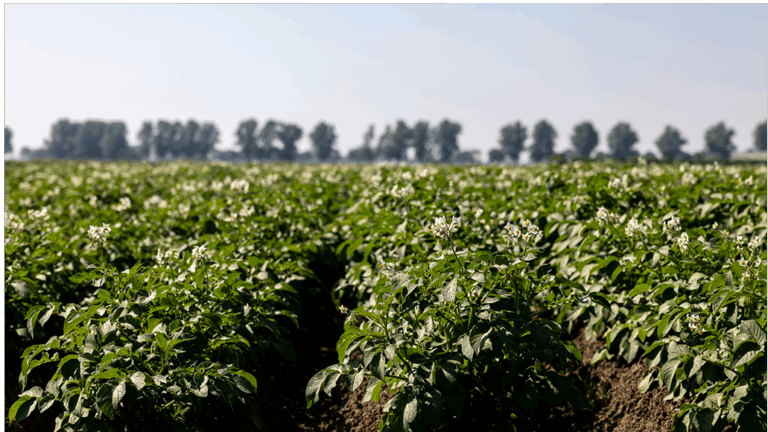 Gewasbeschermingsmiddelen