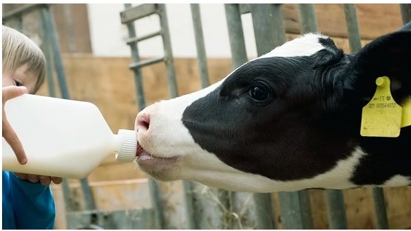 JONGVEE- en KALVERENVOEDERS