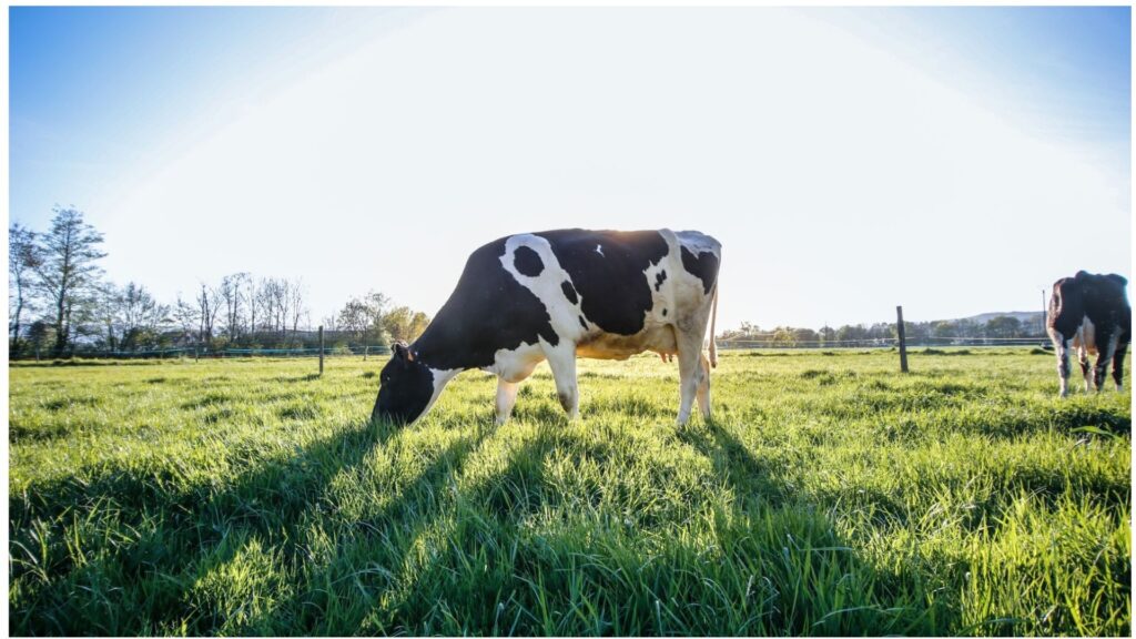 BBB reactie op gezamenlijke landbouwvisie