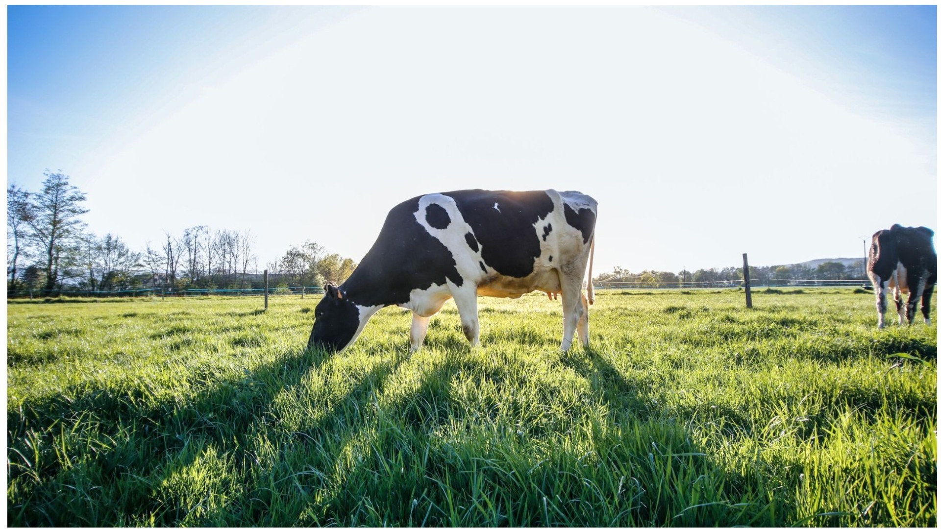 BBB reactie op gezamenlijke landbouwvisie