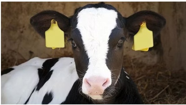 ALKA GRO Kalverkorrel