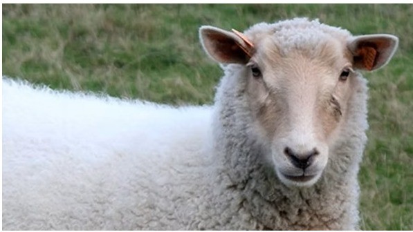 SCHAPEN & LAMMEREN VOEDERS