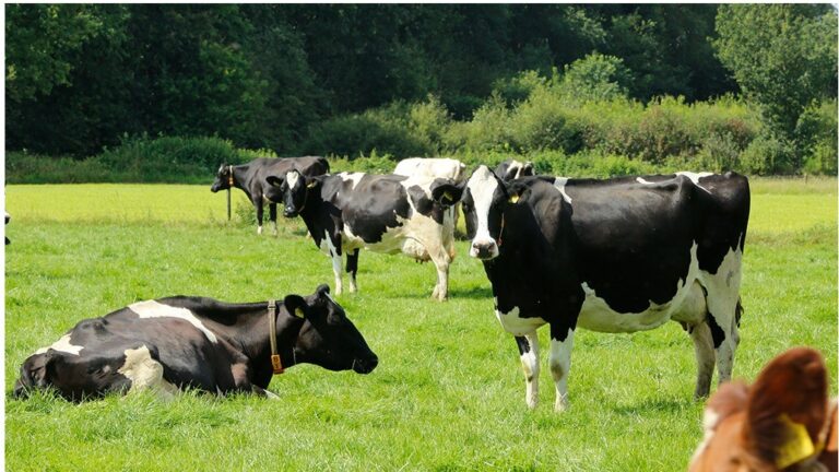 Worminfecties Tankmelk