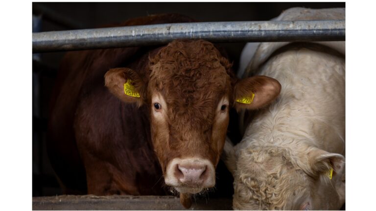 Subsidieregeling voor beëindiging veehouderij in Zeeland