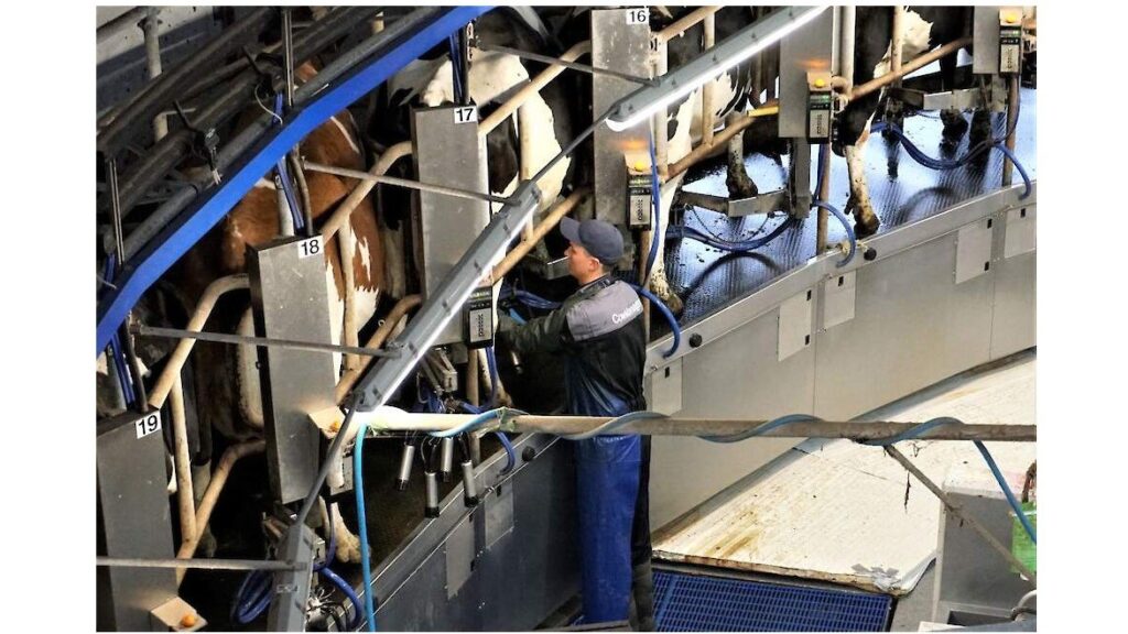 Mastitis herkennen bij melkkoeien: zo voorkom je melkverlies