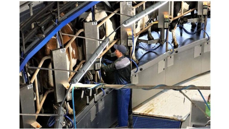 Mastitis herkennen bij melkkoeien: zo voorkom je melkverlies