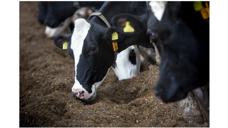 Uitnodiging: Melkveedag Zeeland – actualiteiten & inspiratie voor melkveehouders