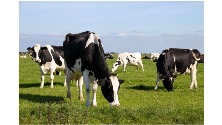 Regio adviseur Melkvoorziening